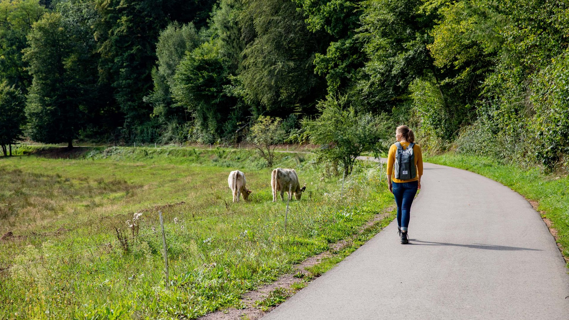Frau mit Rucksack wandert auf Weg neben Weide mit grasenden Kühen