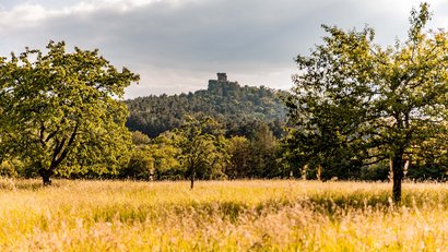 Grüne Wiese mit Bäumen und Burgruine auf bewaldetem Hügel im Hintergrund