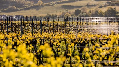Weinberg mit jungen Trieben und Hängen im Sonnenlicht