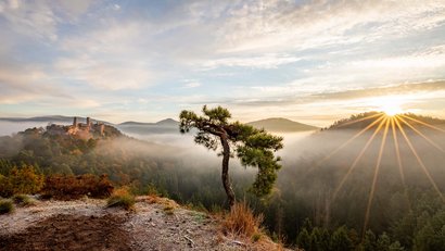 Sonnenaufgang über nebligem Wald mit altem Baum und Burgruine im Hintergrund