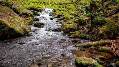 Kleiner Bach fließt durch bewaldeten Bereich mit moosbedeckten Steinen