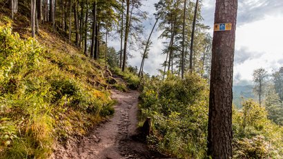 Wanderweg durch bewaldeten hügeligen Naturpfad bei Sonnenschein