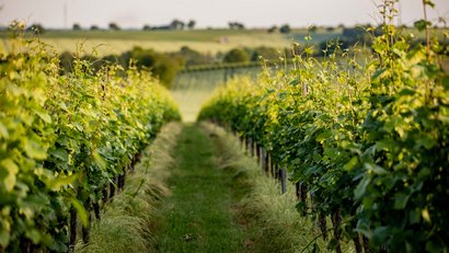 Weinreben in einem grünen Weinberg bei sonnigem Wetter